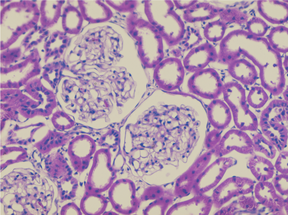 Histotechnician - Certificate of Achievement