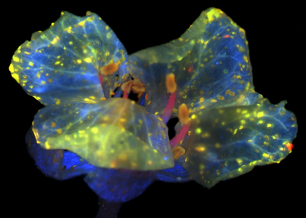 microscopy-cellBanner1