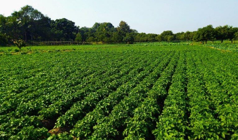 Landscape Horticulture