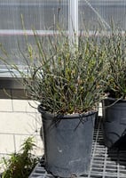 Chondropetalum tectorum El Campo