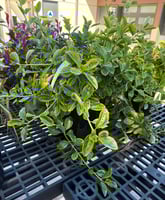 Euonymus japonicus Aureo marginatus