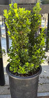 Euonymus japonicus Green Spire 2