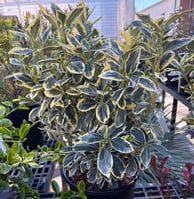 Euonymus japonicus Silver King