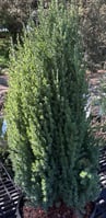 Juniperus chinensis Blue Point