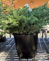 Juniperus chinensis Green Mound