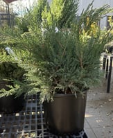 Juniperus chinensis Sea Green 2