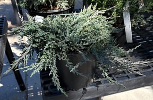 Juniperus horizantaliz Wiltonii