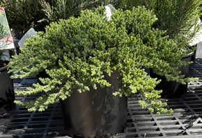 Juniperus procumbens  Nana