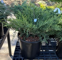Juniperus x pfitzeriana Aurea Improved