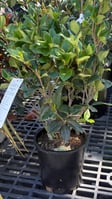 Ligustrum japonicum Texanum