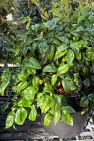 Nandina domestica Fire Power