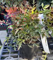 Nandina domestica Gulf Stream