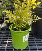 Nandina domestica Lemon Lime