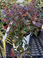Photinia fraseri Bourfrits