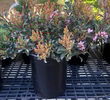 Rhaphiolepsis indica Pink Dancer