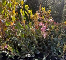 Rhaphiolepsis indica Pink Lady 2