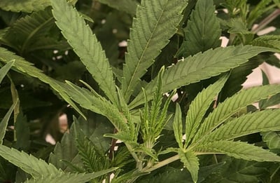 Cannabis-Leaf-1024x1118